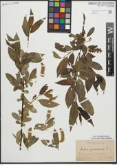 Foto von Salix pentandra L.